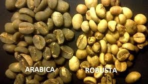 Biji Kopi Arabica